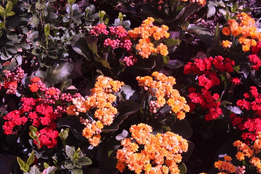 No. 30 — Spring Study I, Photography