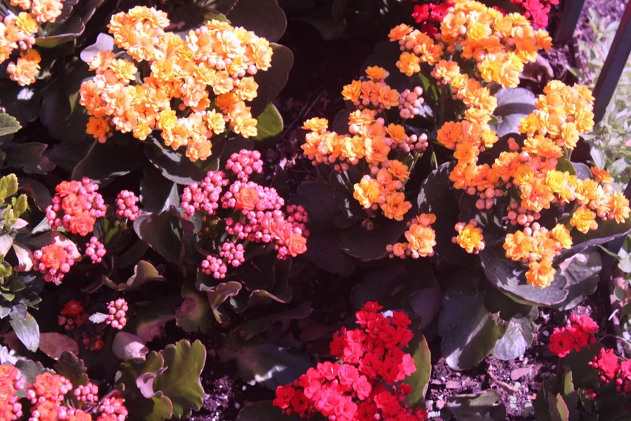 No. 31 — Spring Study II, Photography