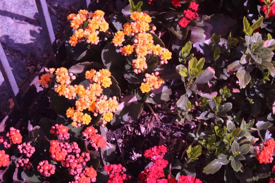 No. 32 — Spring Study III, Photography