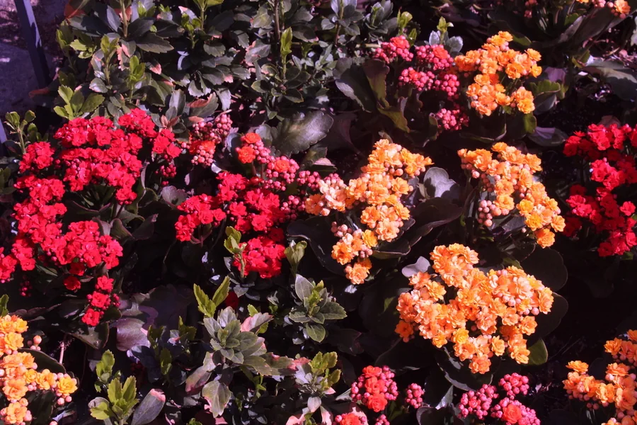 No. 33 — Spring Study IV, Photography