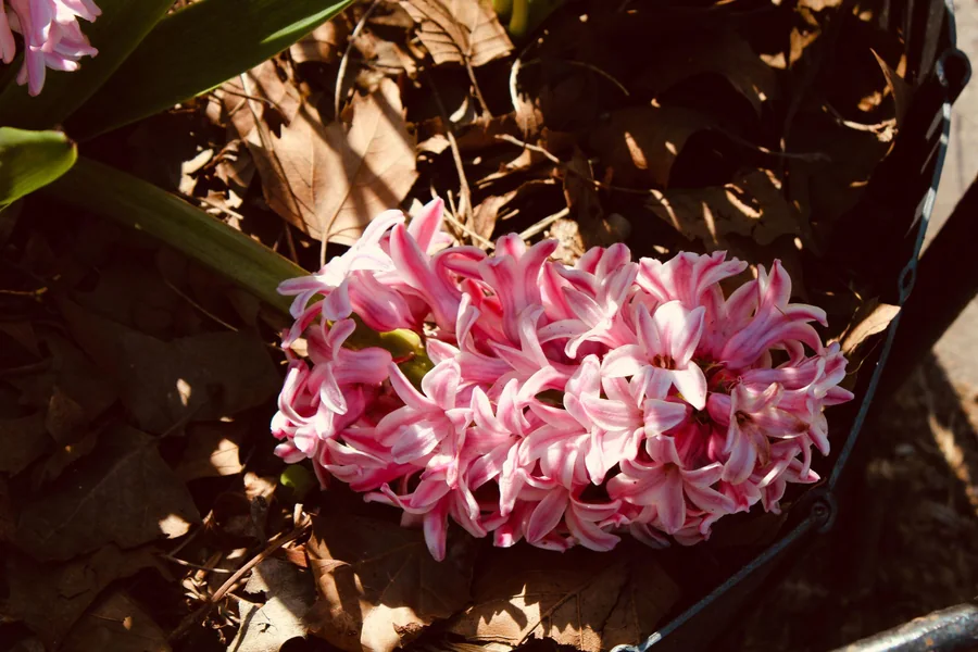 No. 34 — Spring Study V, Photography