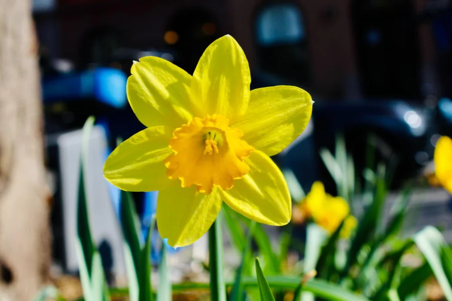 No. 35 — Spring Study VI, Photography
