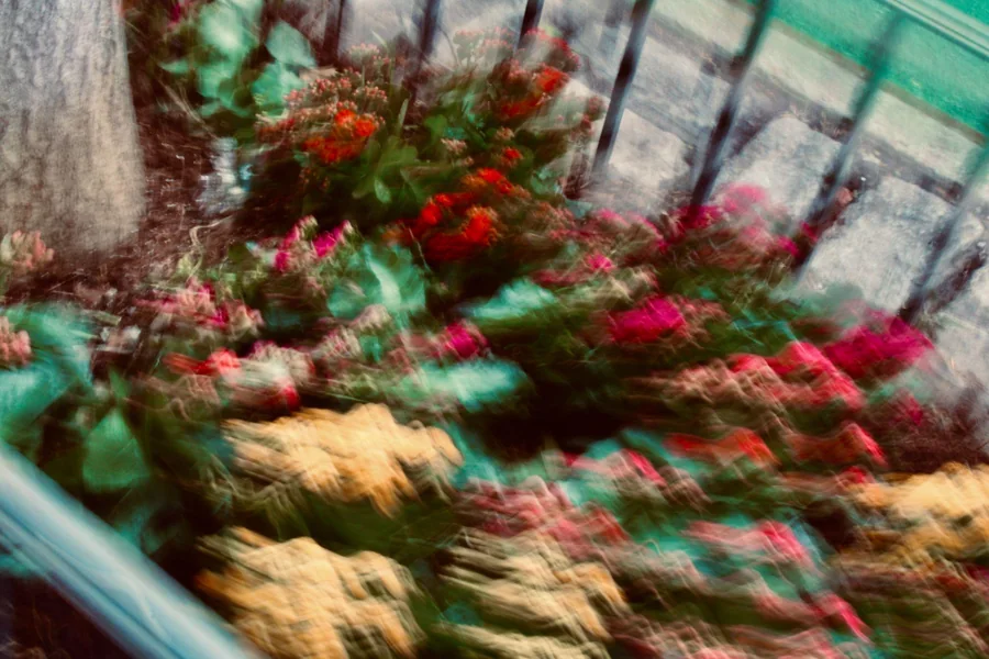 No. 37 — Spring Study VIII, Photography
