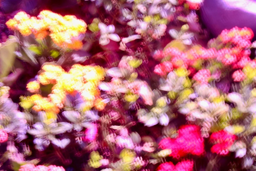 No. 40 — Spring Study XI, Photography