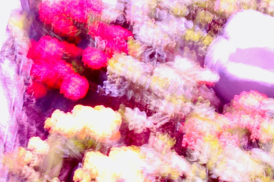 No. 41 — Spring Study XII, Photography