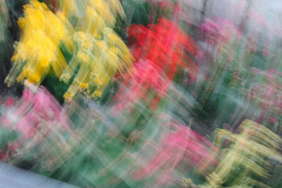 No. 43 — Spring Study XIV, Photography